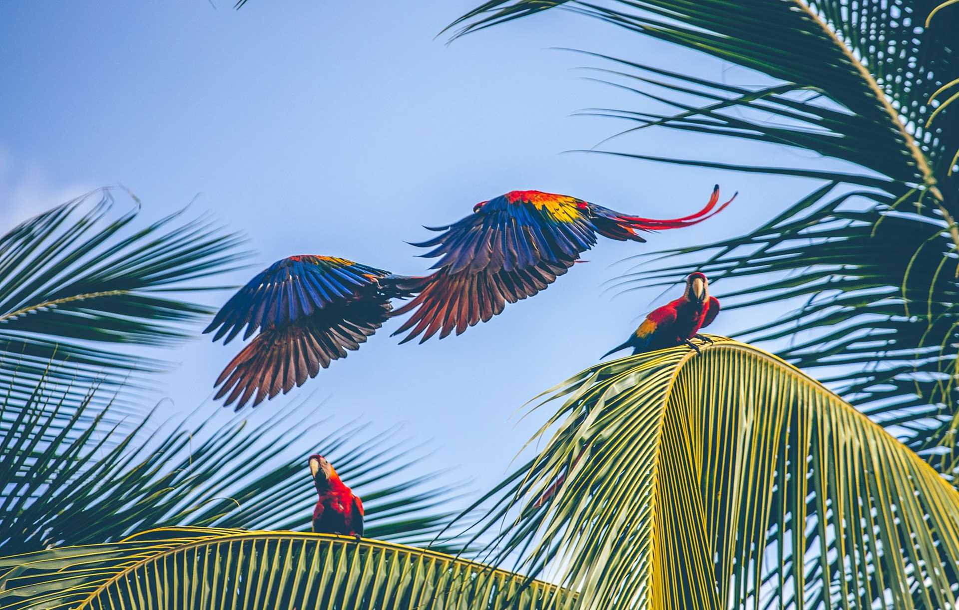 scarlet macaws in flight