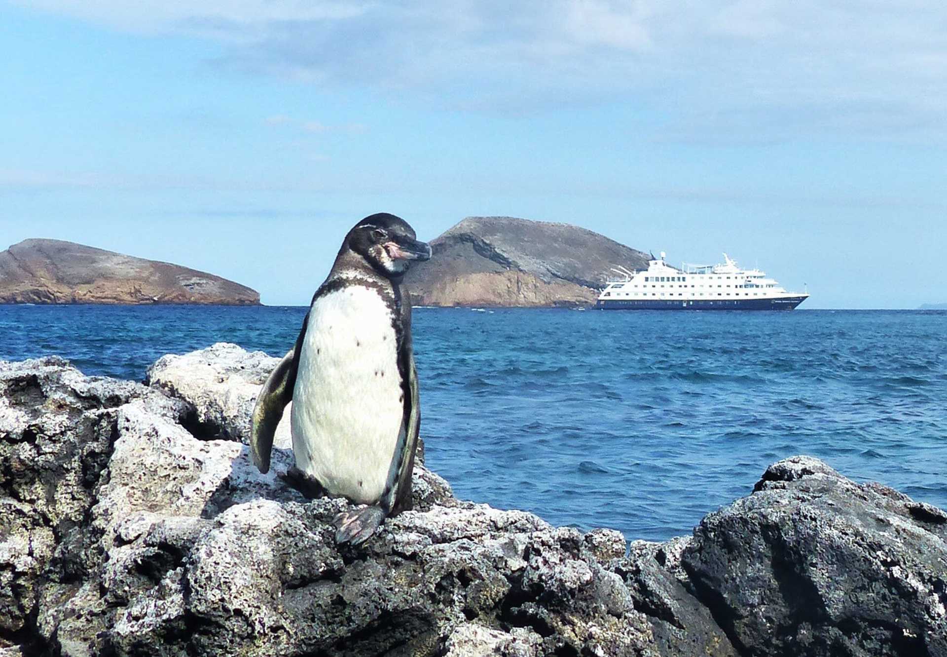 Galapagos penguin with ship in background