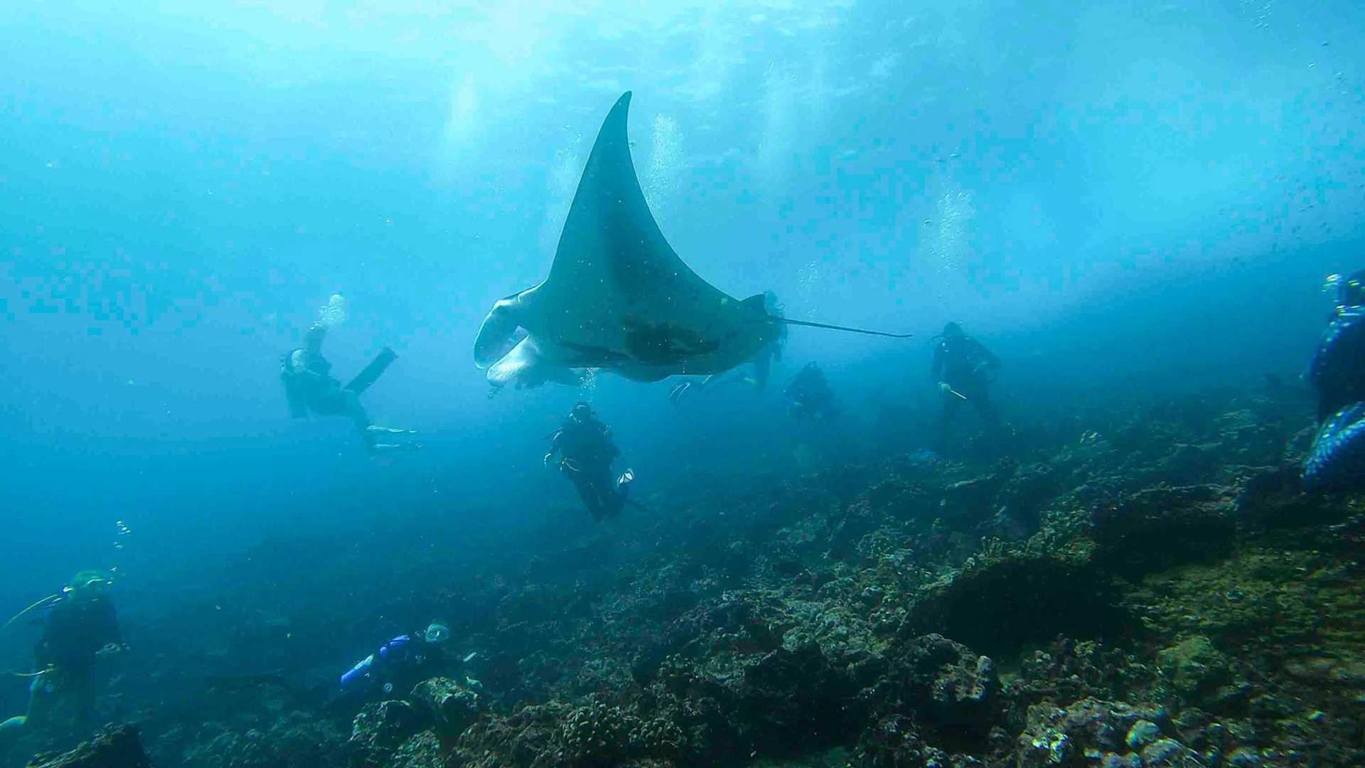 divers and a manta ray