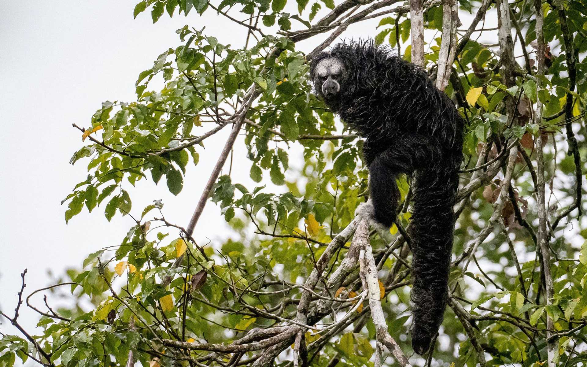 monk saki monkey