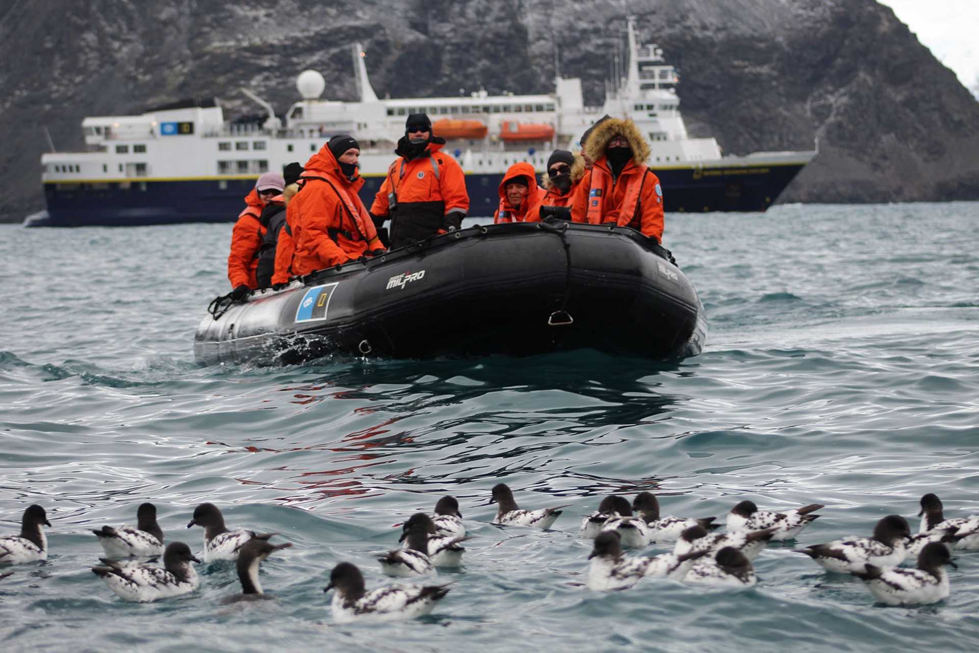 people in a zodiac observe dozens of birds swimming in the water in front of them