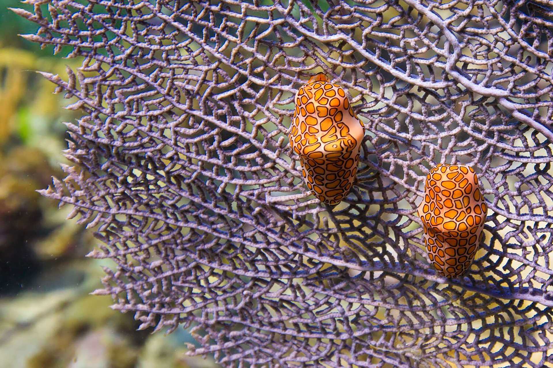 two orange snails clinging to coral