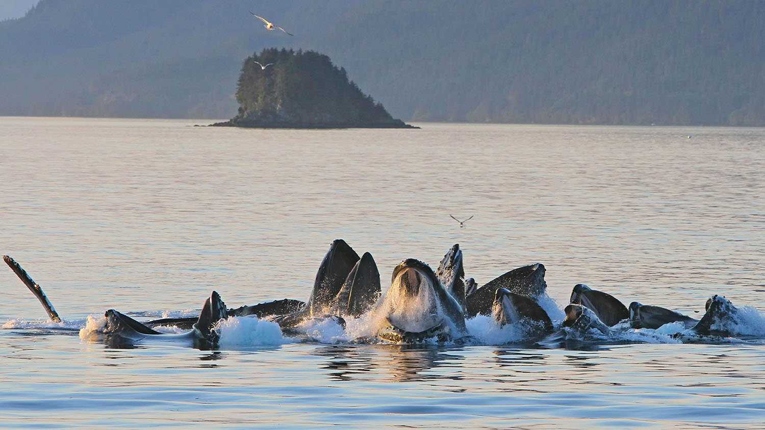 whales bubblenet feeding
