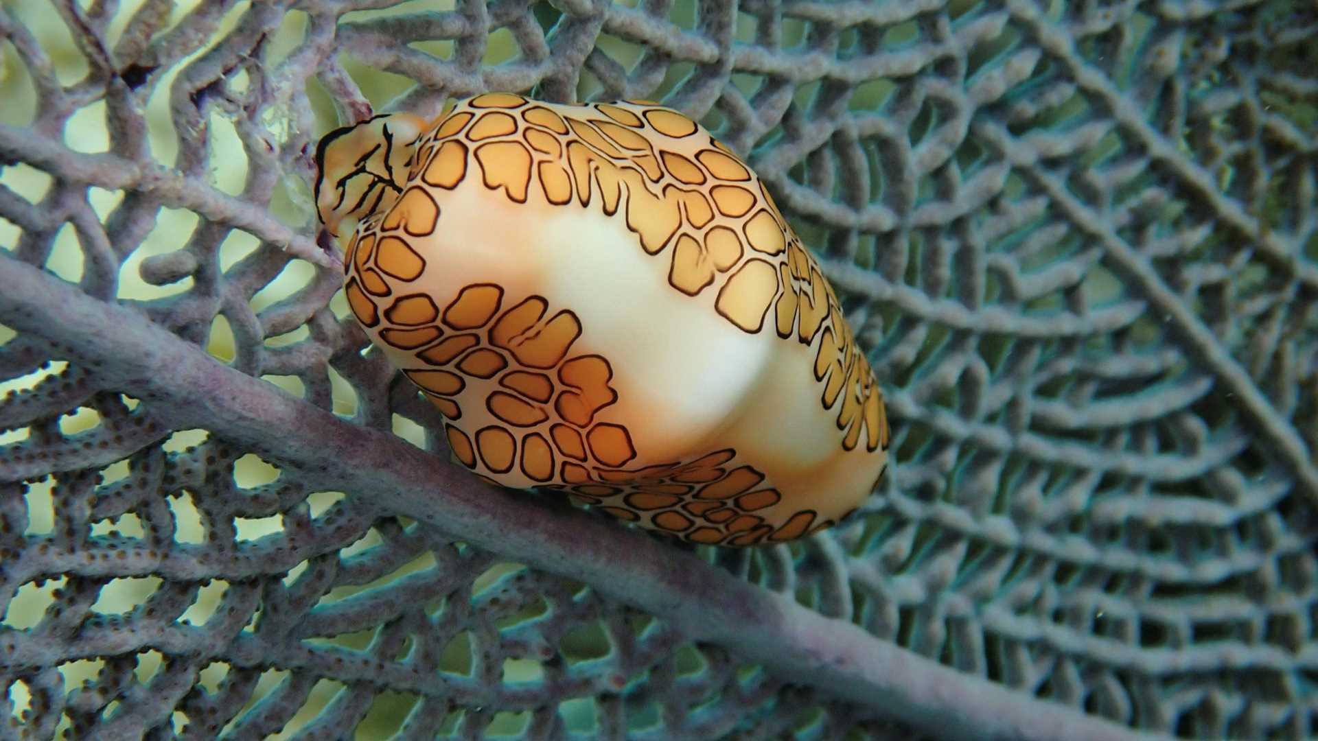Ranguana and Silk Caye.jpg
