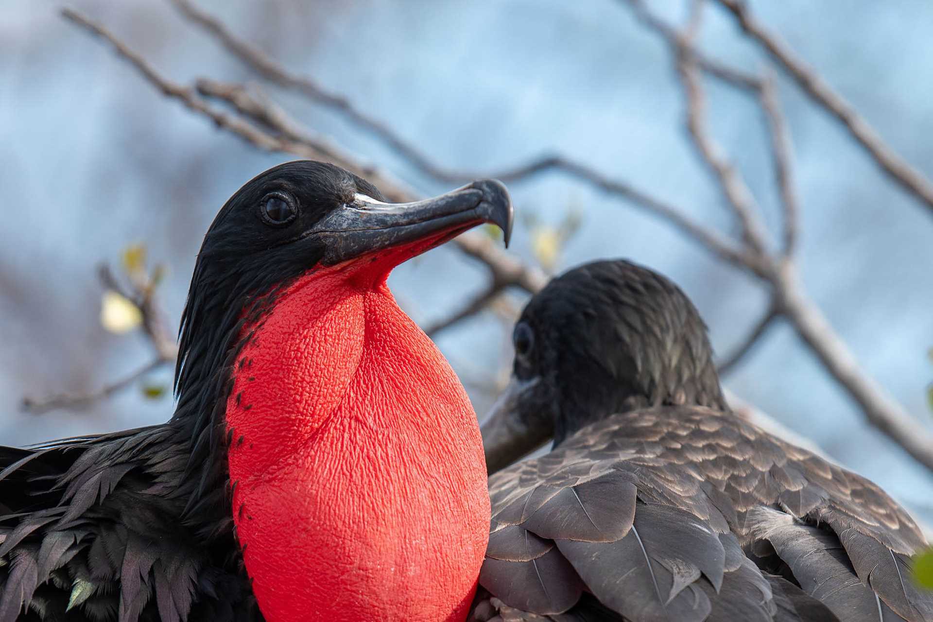 frigatebird with red inflated pouch