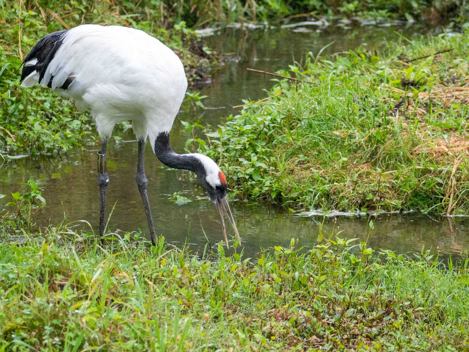 red-capped crane