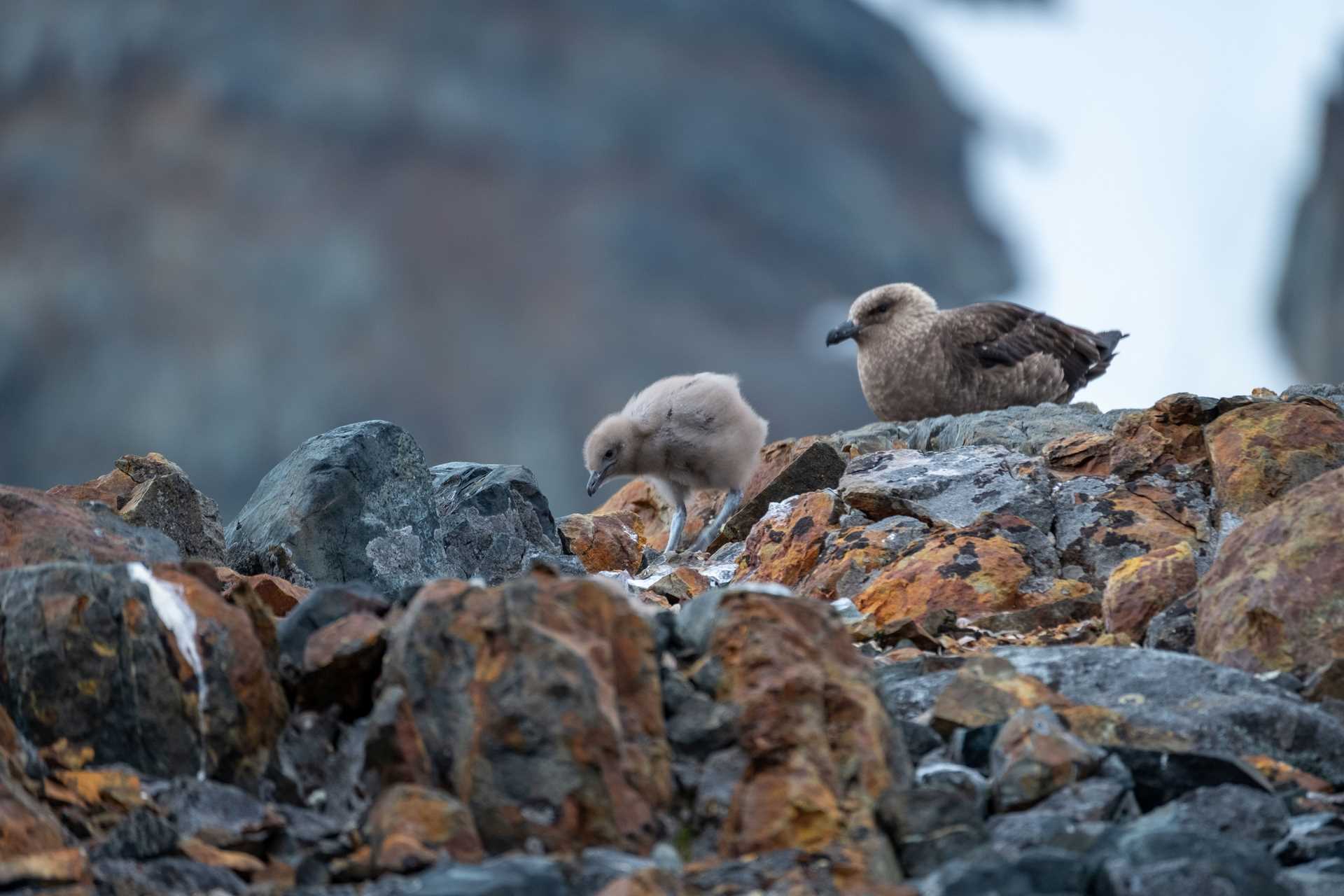 skua chick