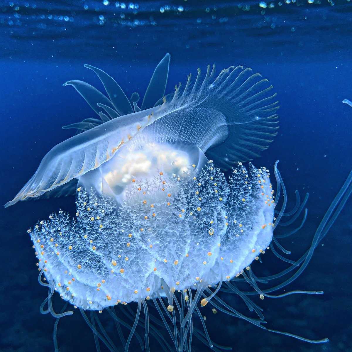 Spectacular Jelly Fish in Polynesia.jpg