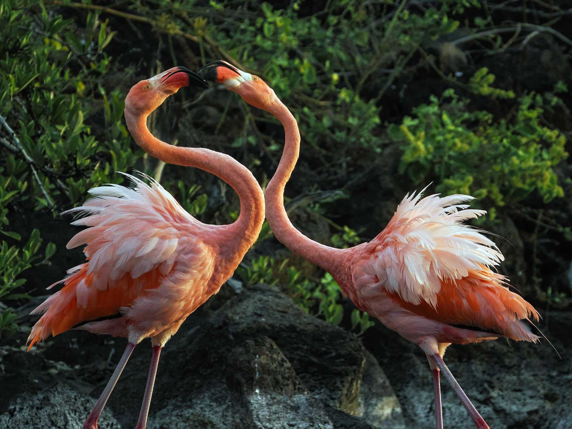 flamingos