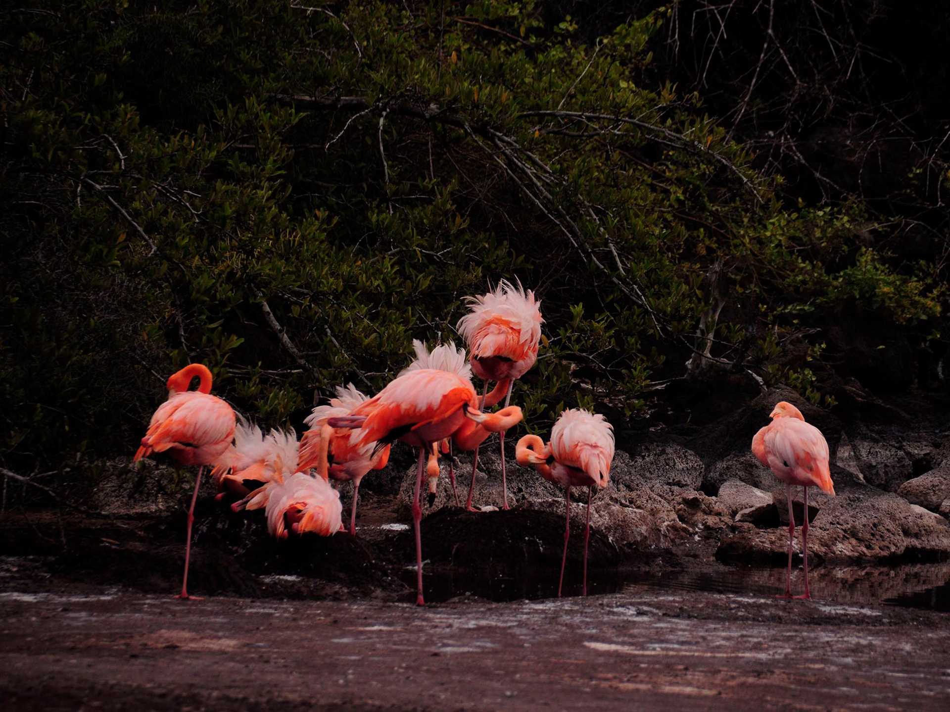 flamboyance of flamingos