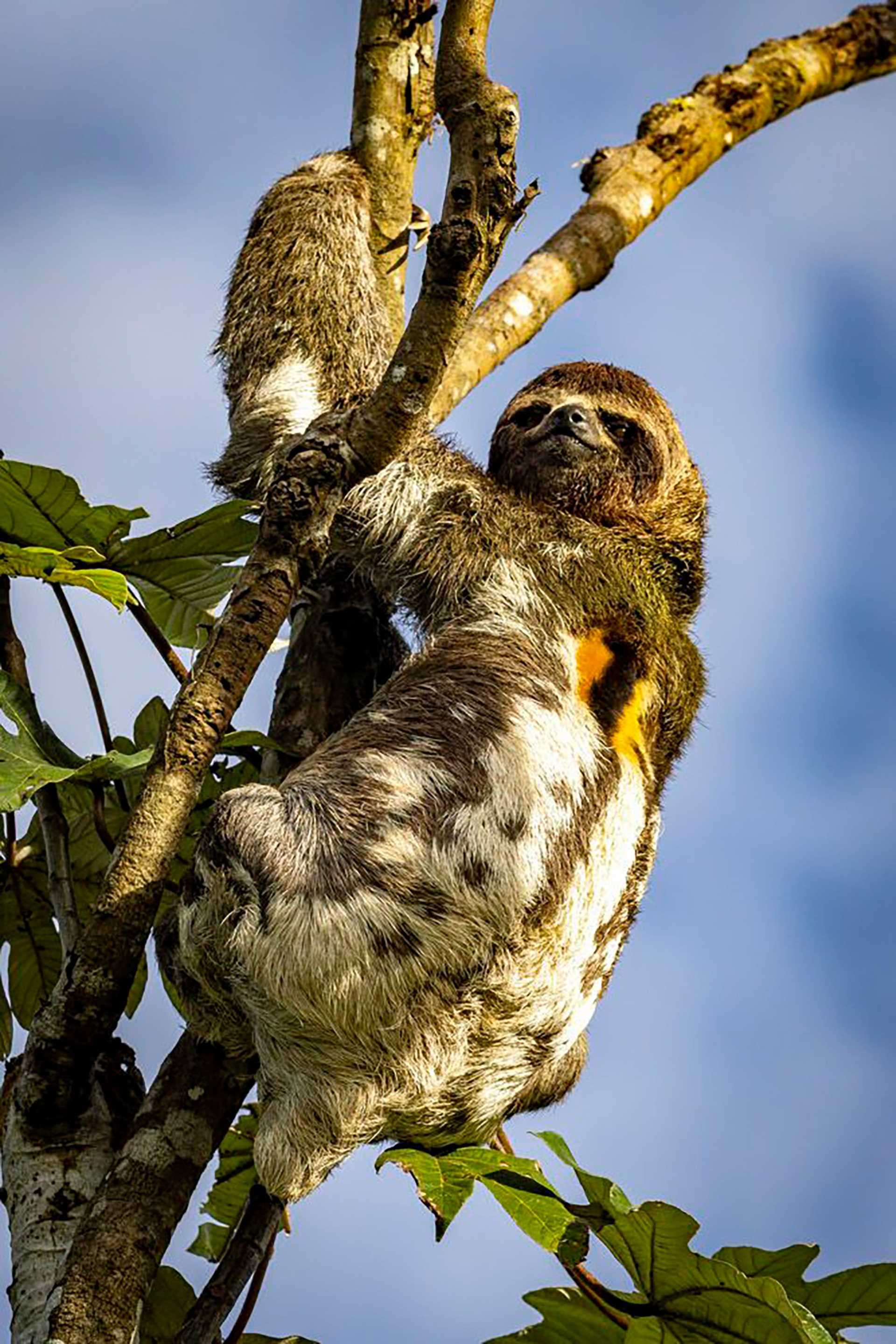 juvenile male sloth in a tree