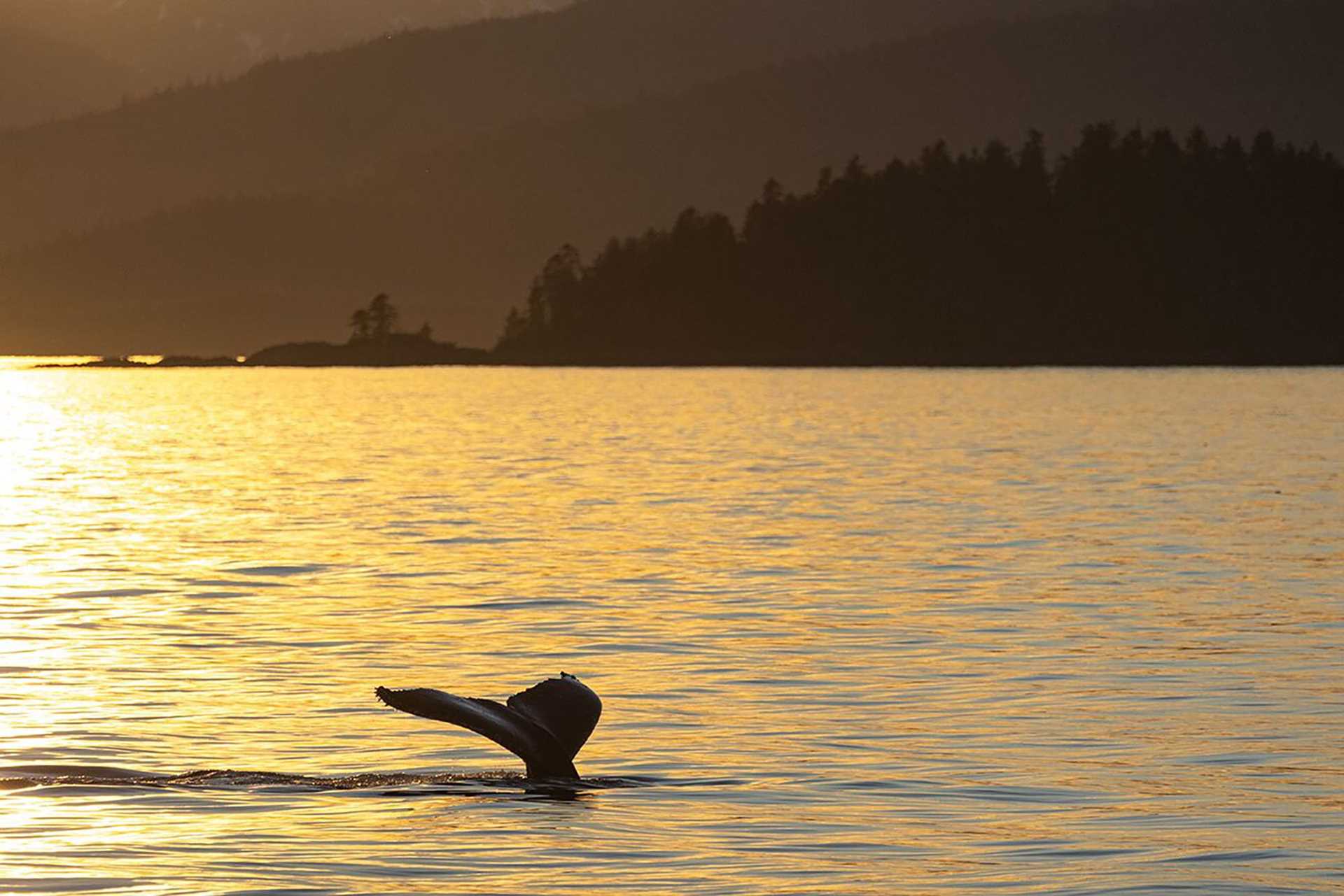 whale tail at sunset