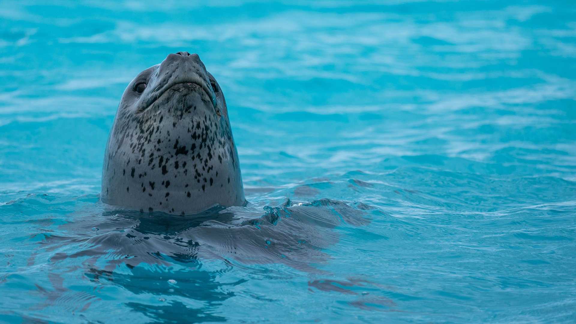 leopard seal in blue water
