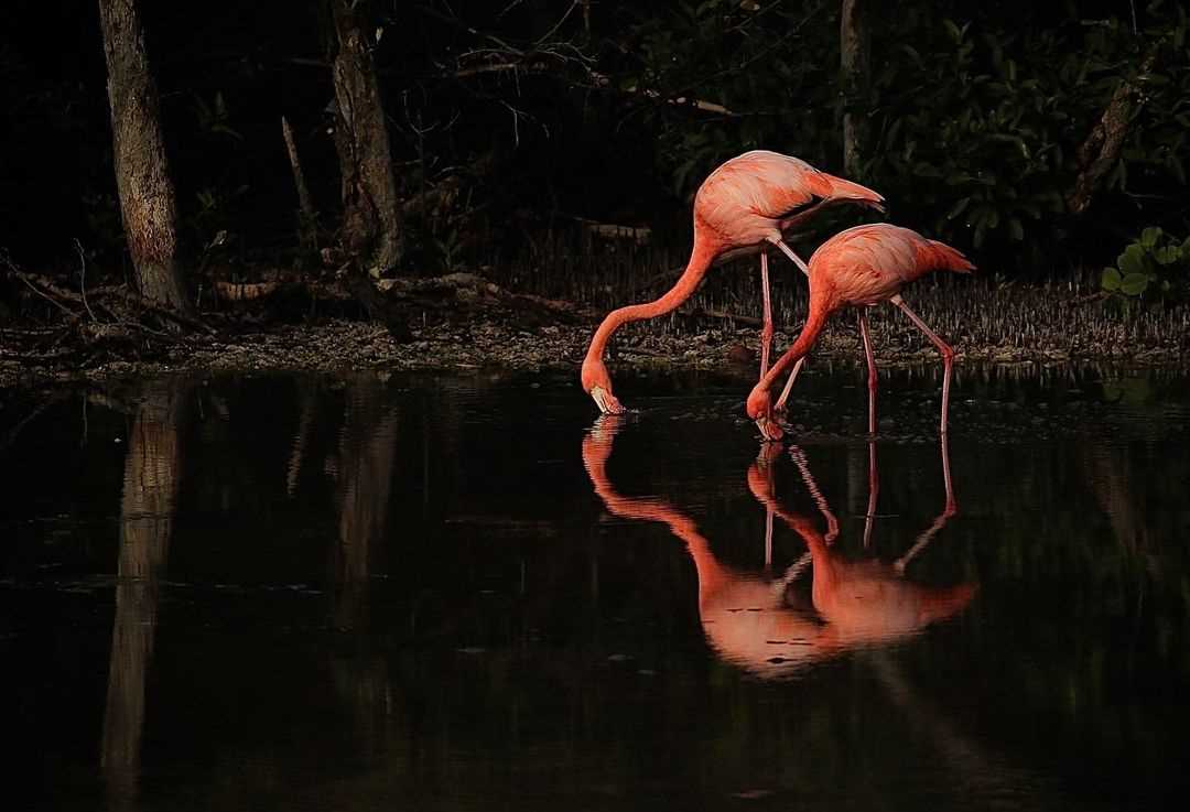 Flamingos_Heider Farmer (inlude website).jpg