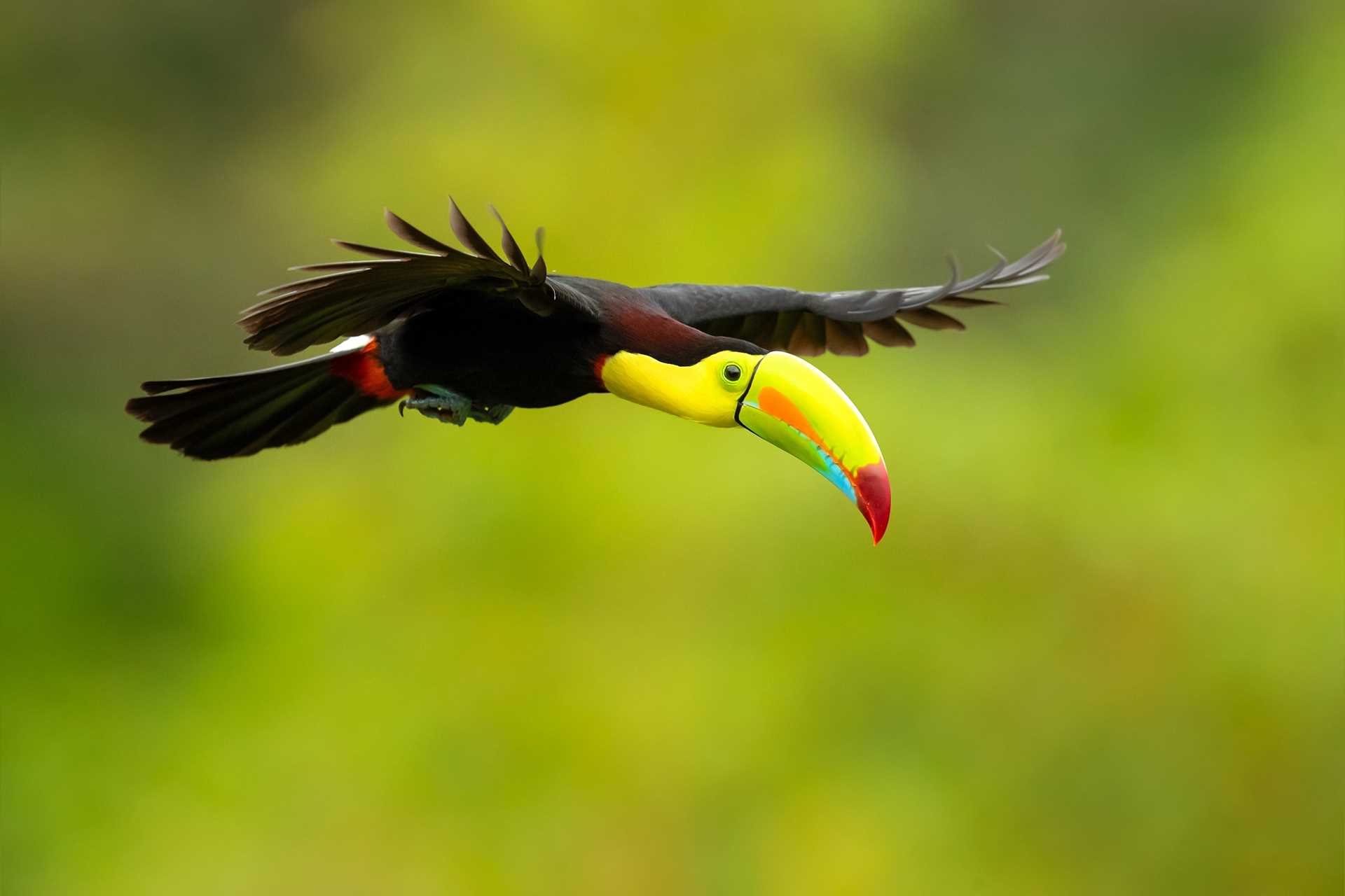 Keel-billed toucan in flight.jpg