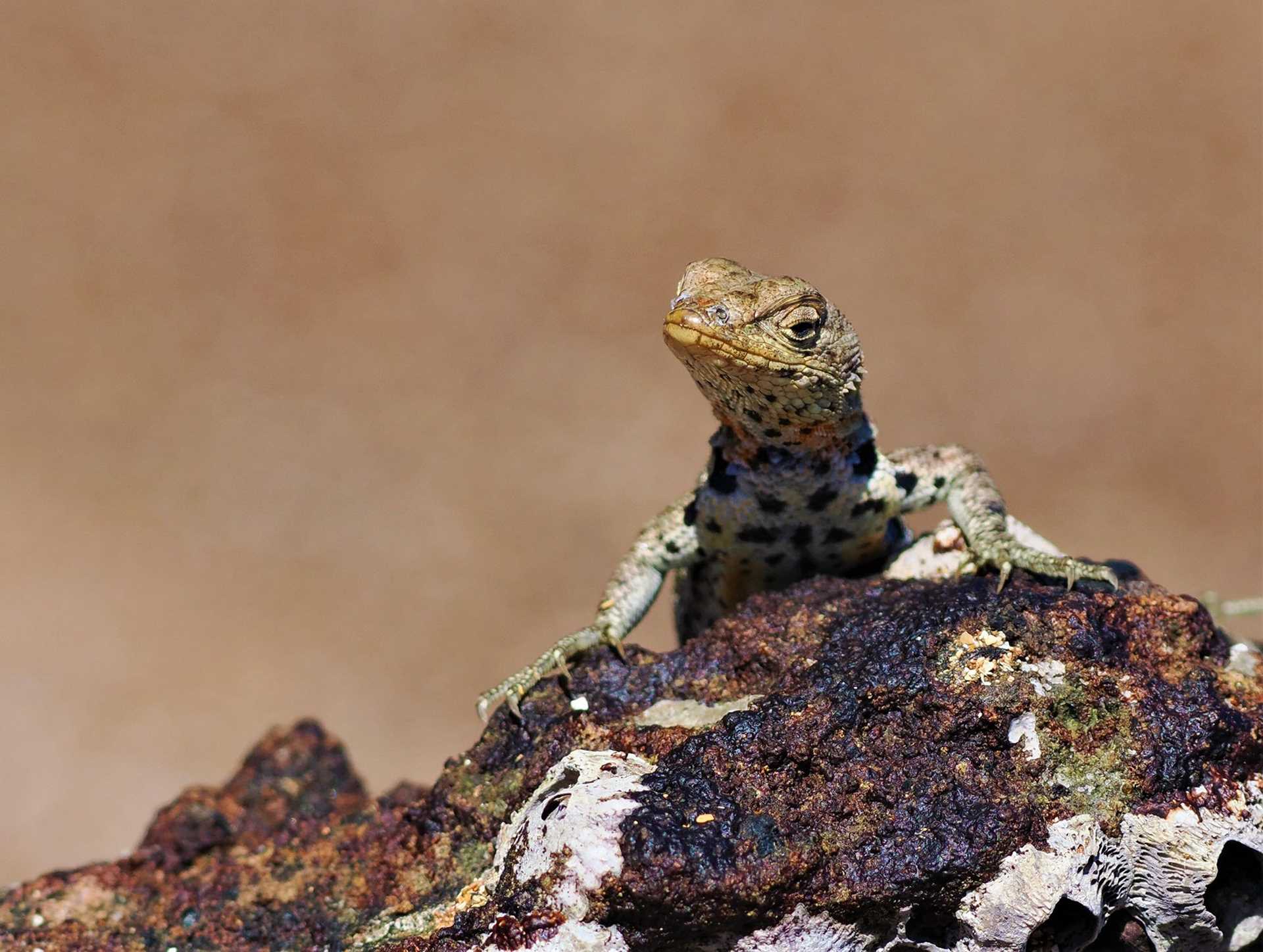 lava lizard