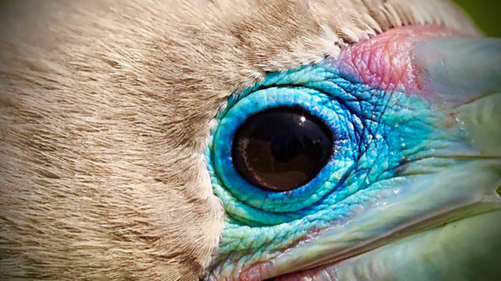 close up of bird eye