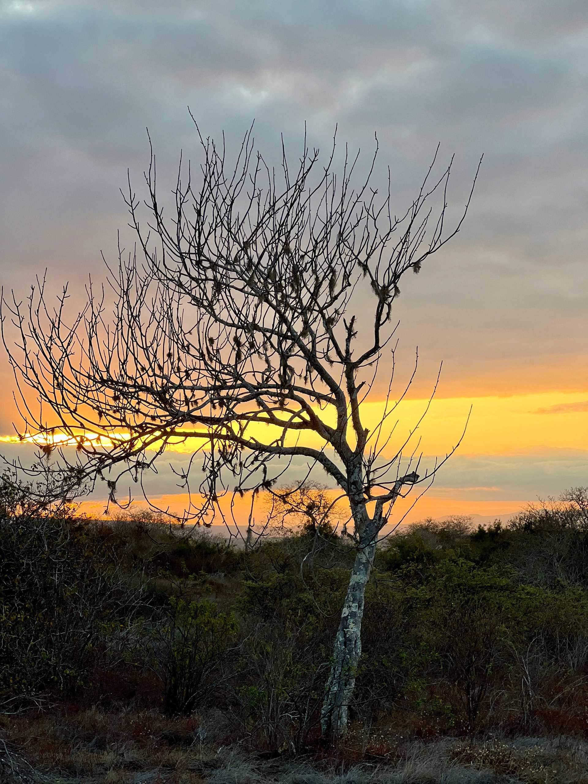 a bare tree at sunset