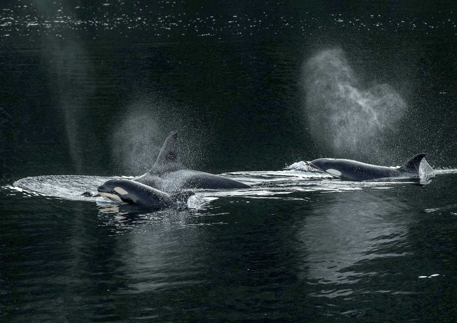 Pavlof Harbor, Alaska.jpg