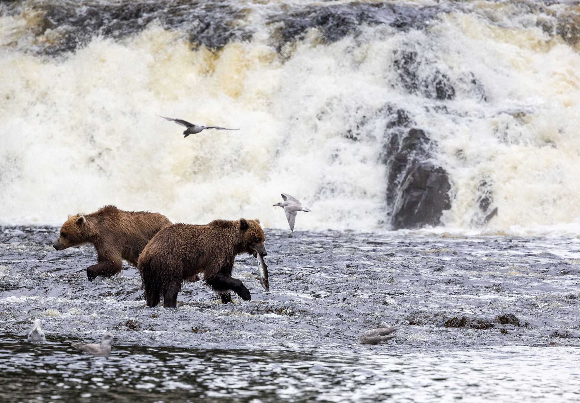 bears eating salmon