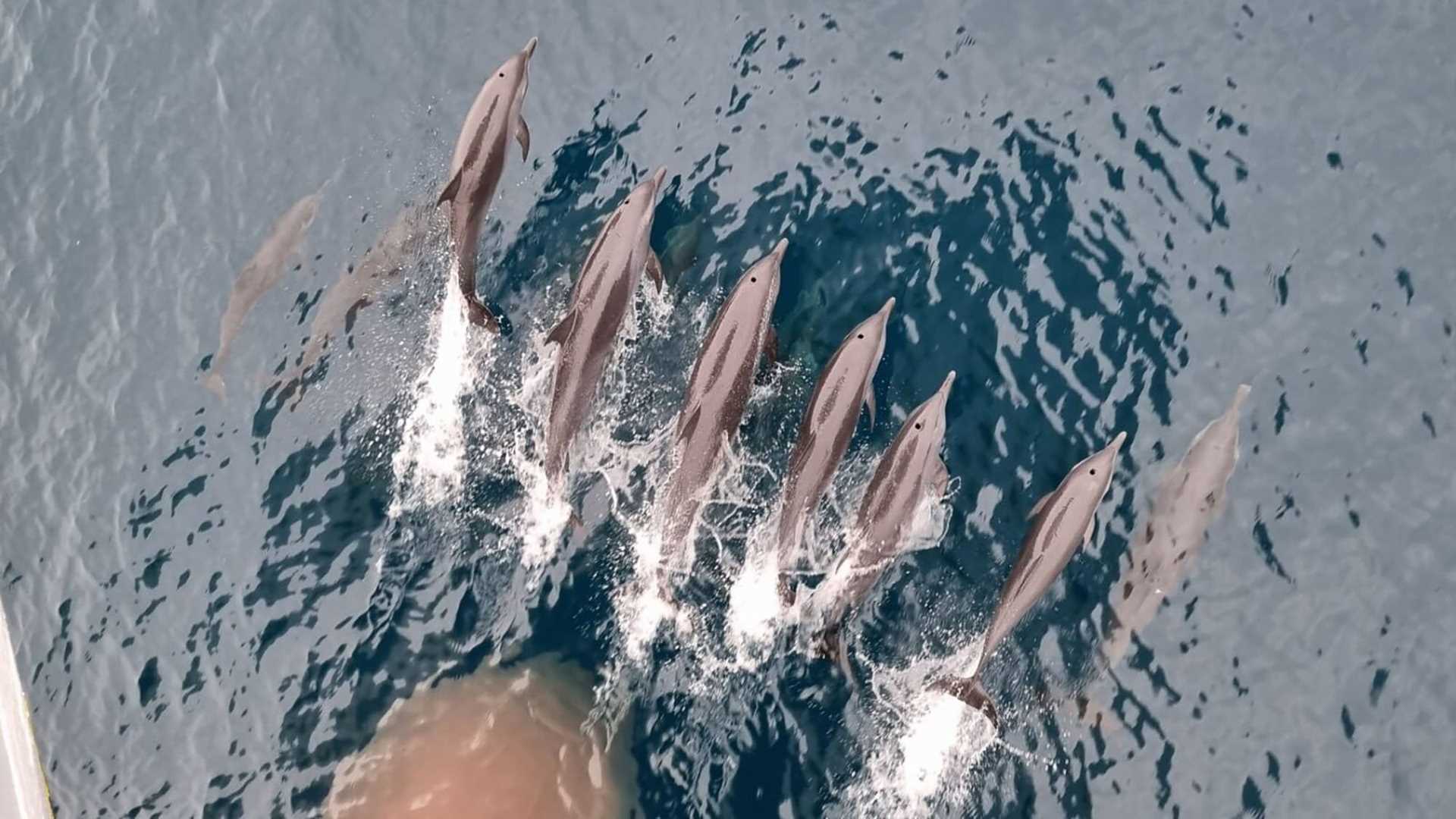 five dolphins