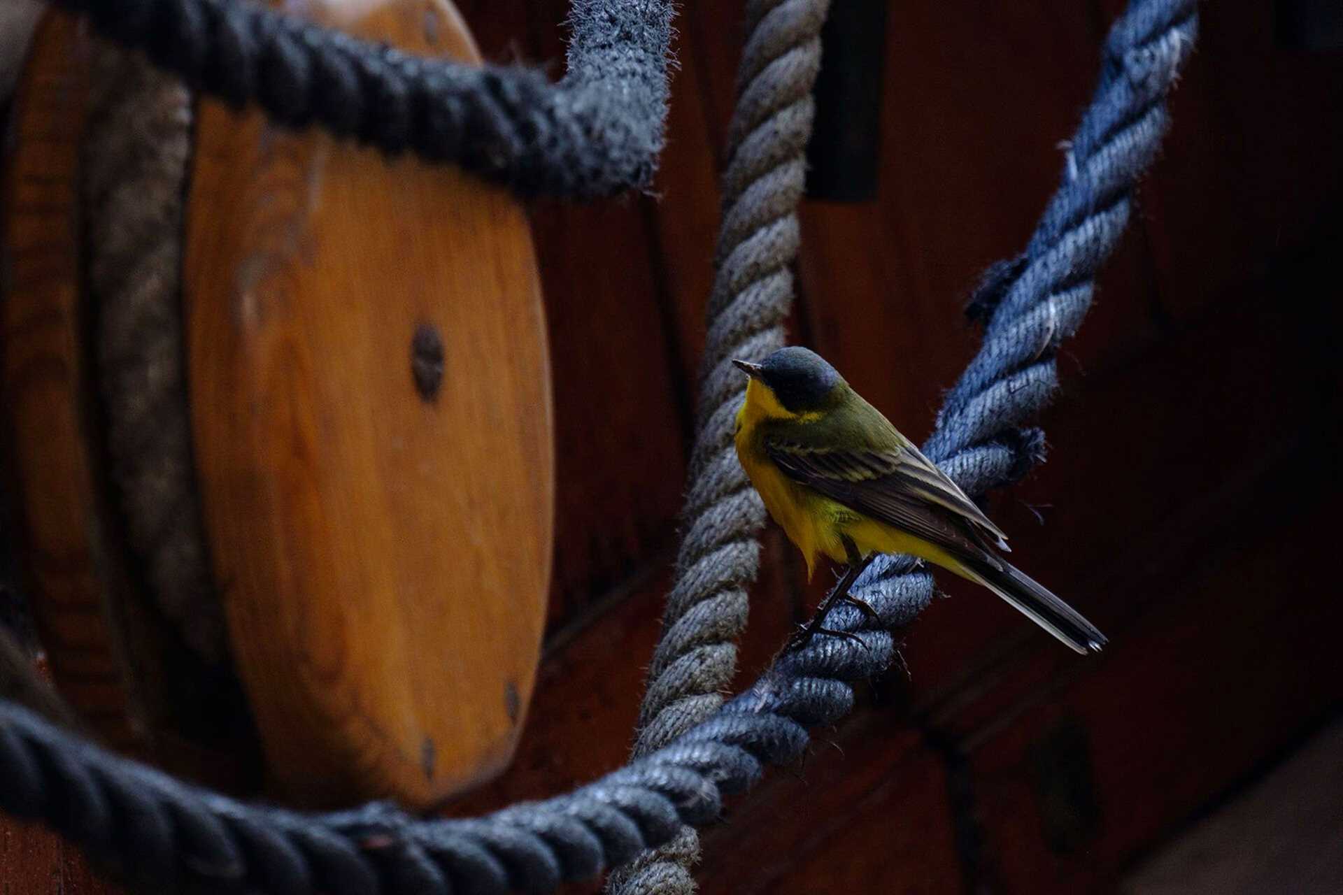 a goldfinch perched on a piece of rope