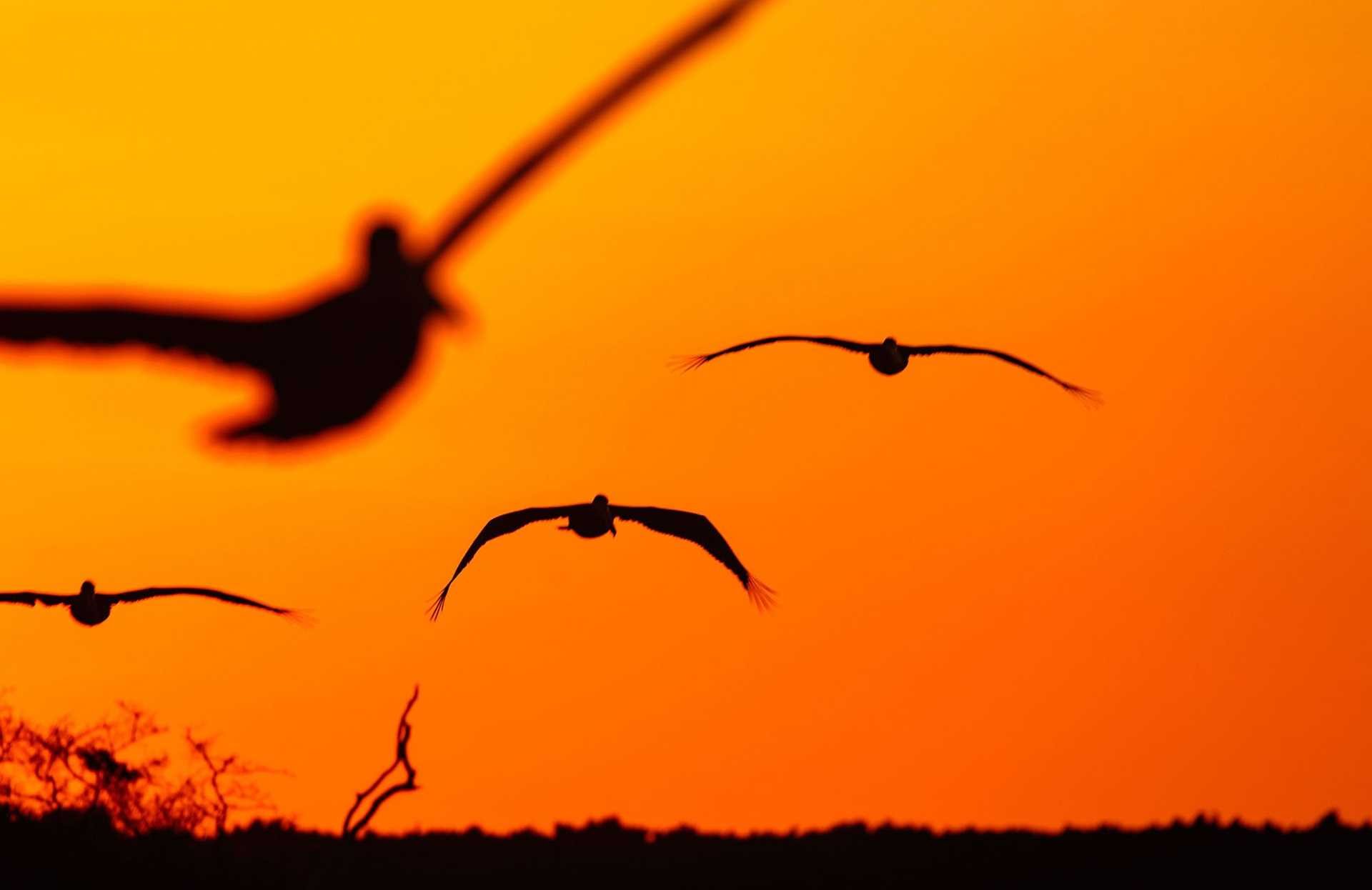 brown pelicans at sunset