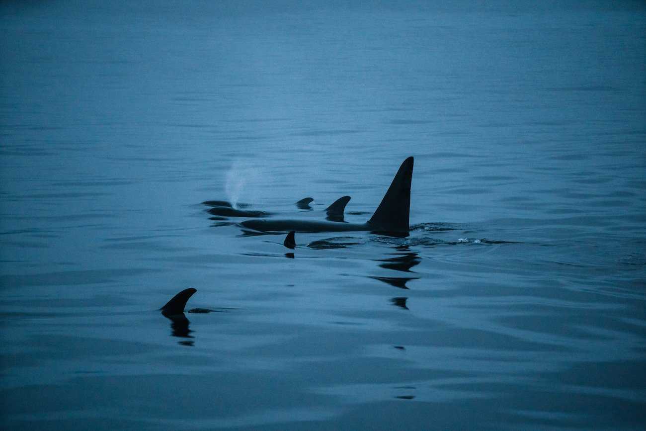PP Pod of orcas.jpg