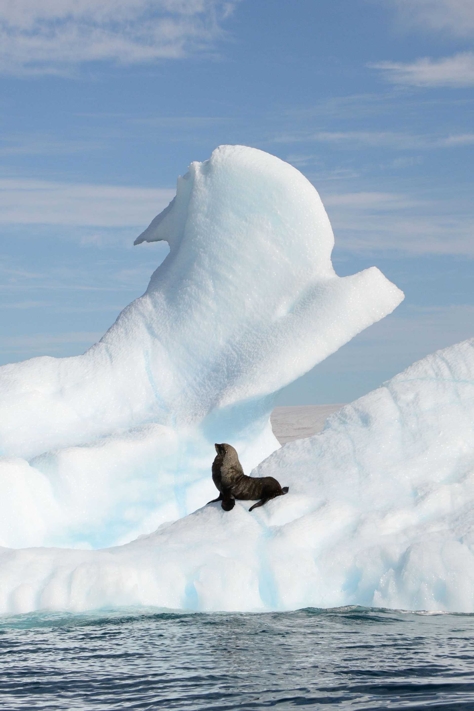 fur seal in front of large iceberg