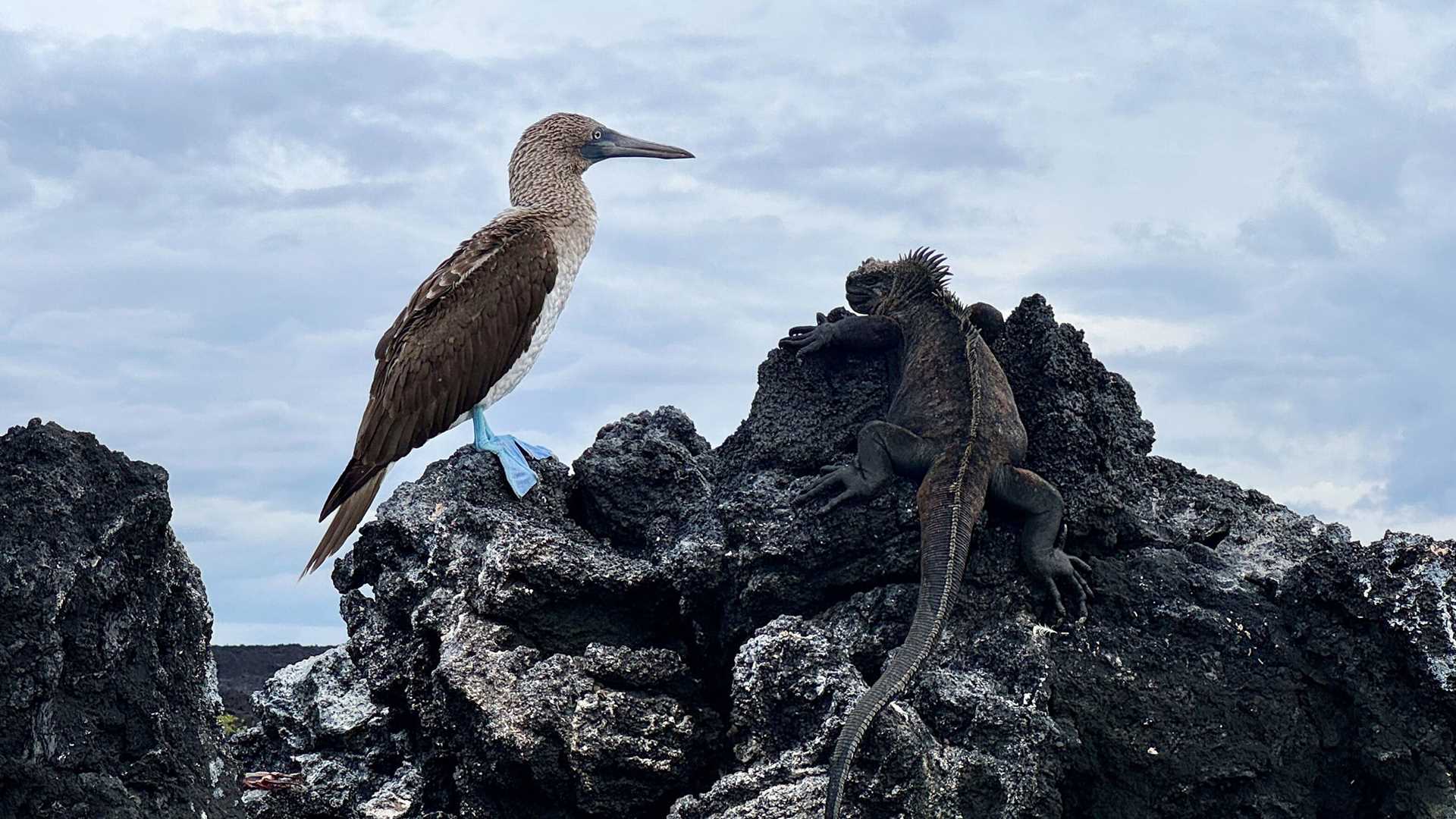 blue-footed booby and marine iguana