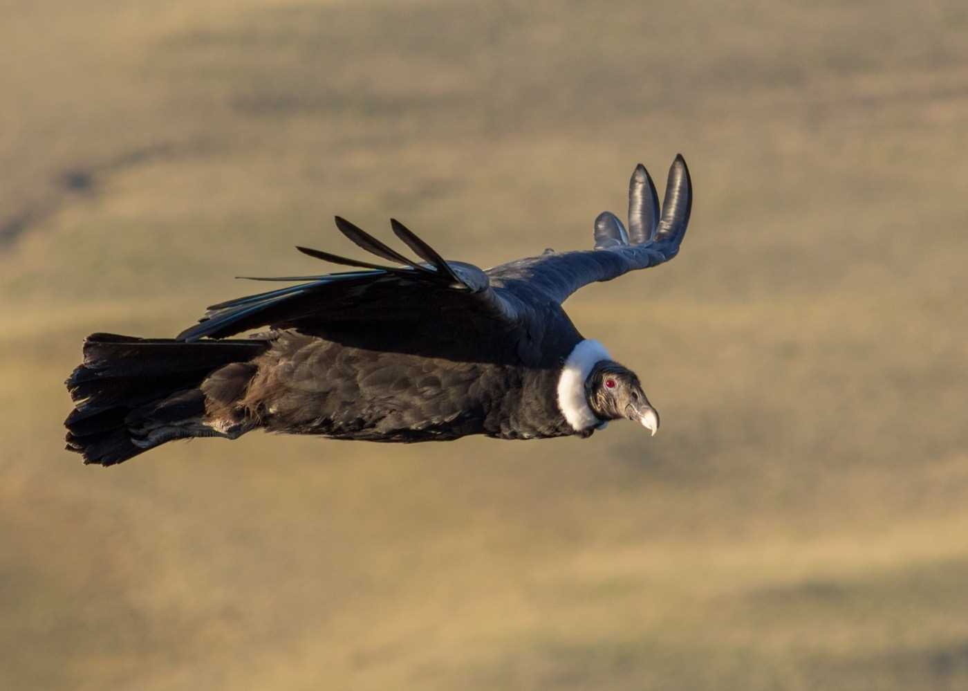 Andean Condor Patagonia.jpg