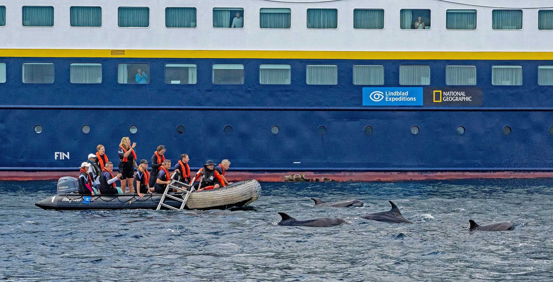 dolphins in front of a zodiac craft