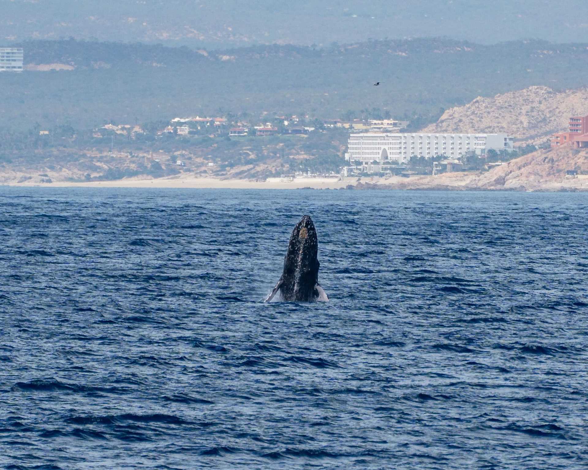 humpback whale