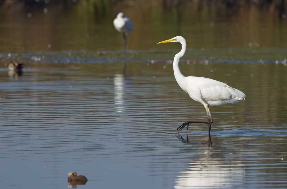 Great Egret