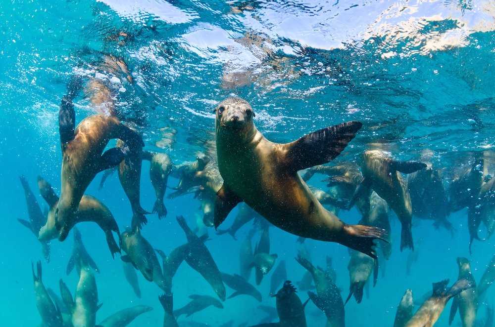 California sea lions in Baja.jpg
