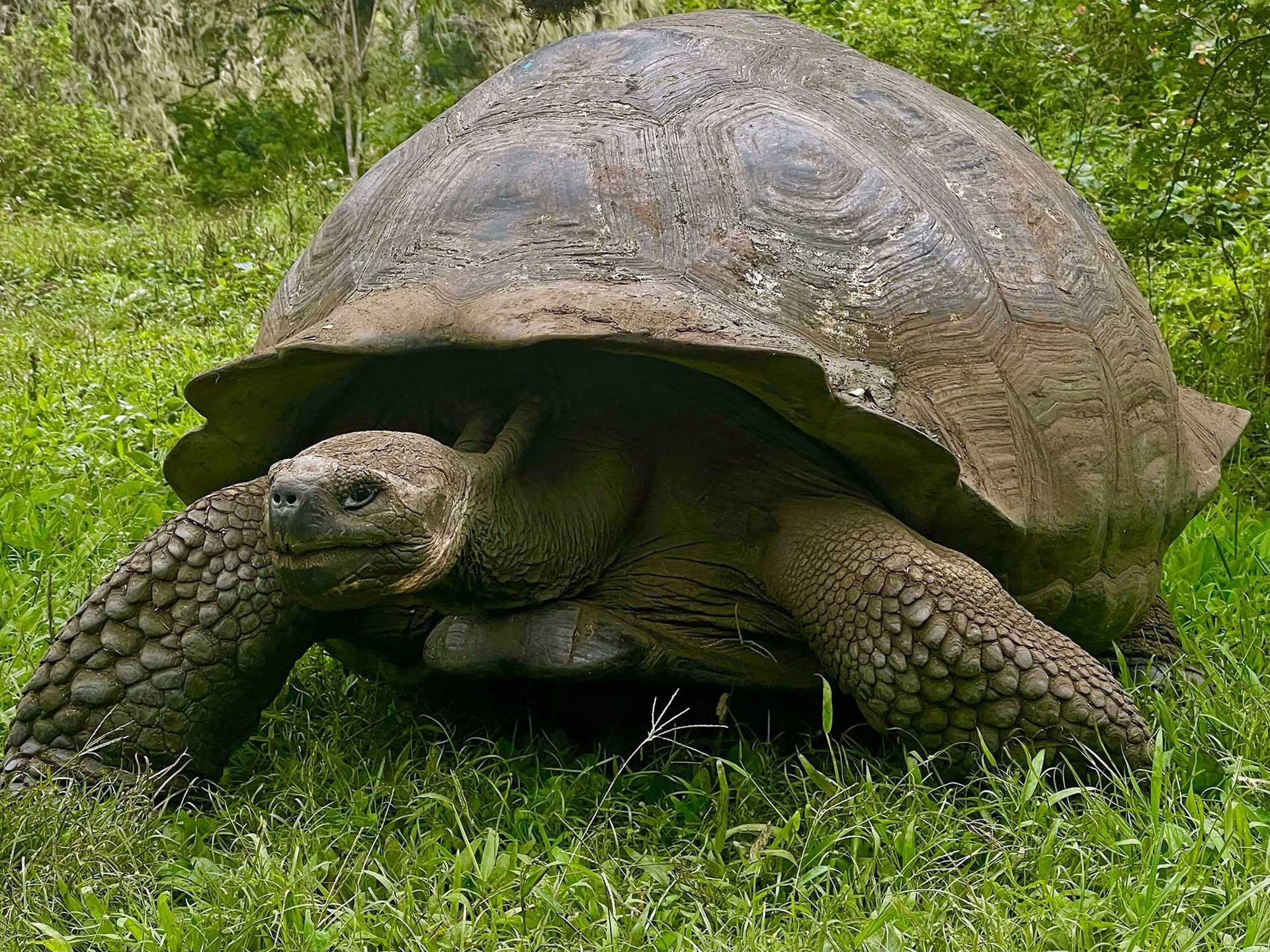 giant tortoise