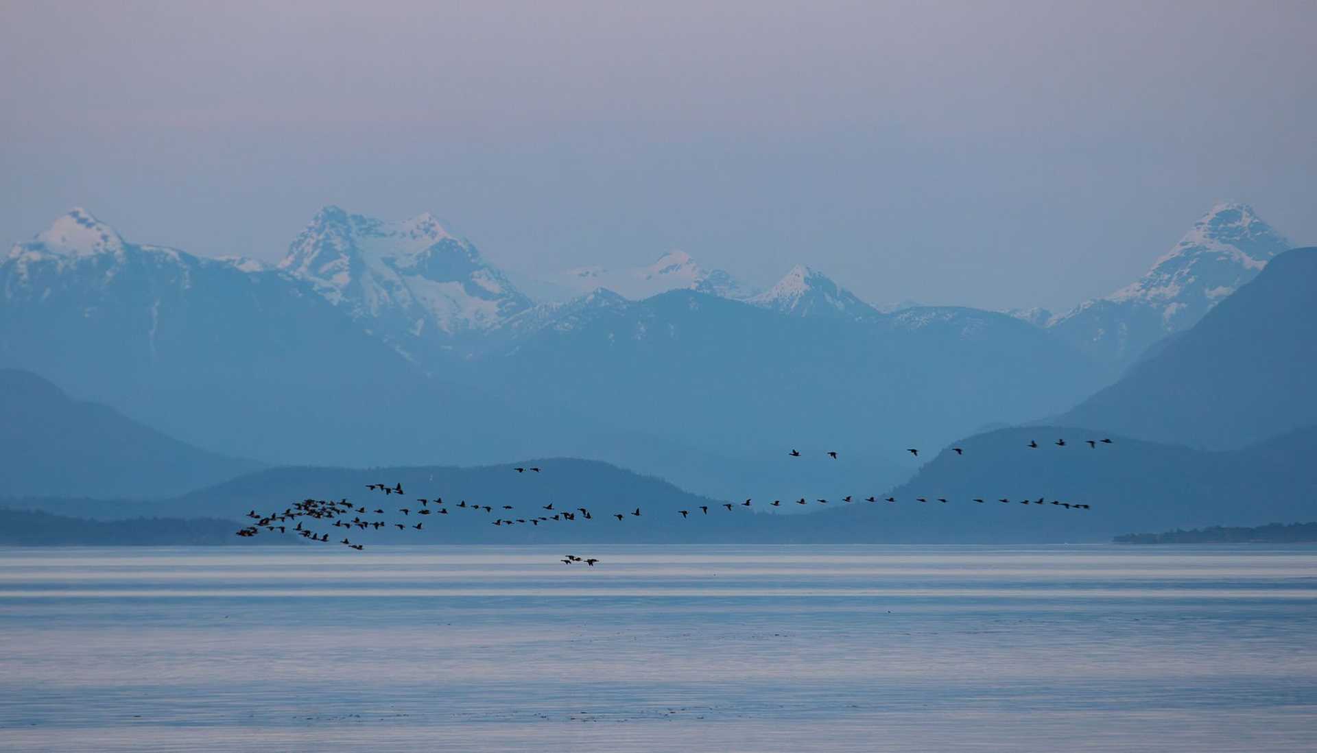 geese in flight against a purple sky