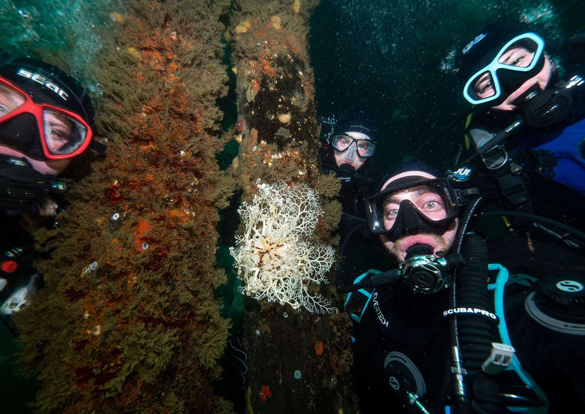 four divers smile underwater next to a large sea star