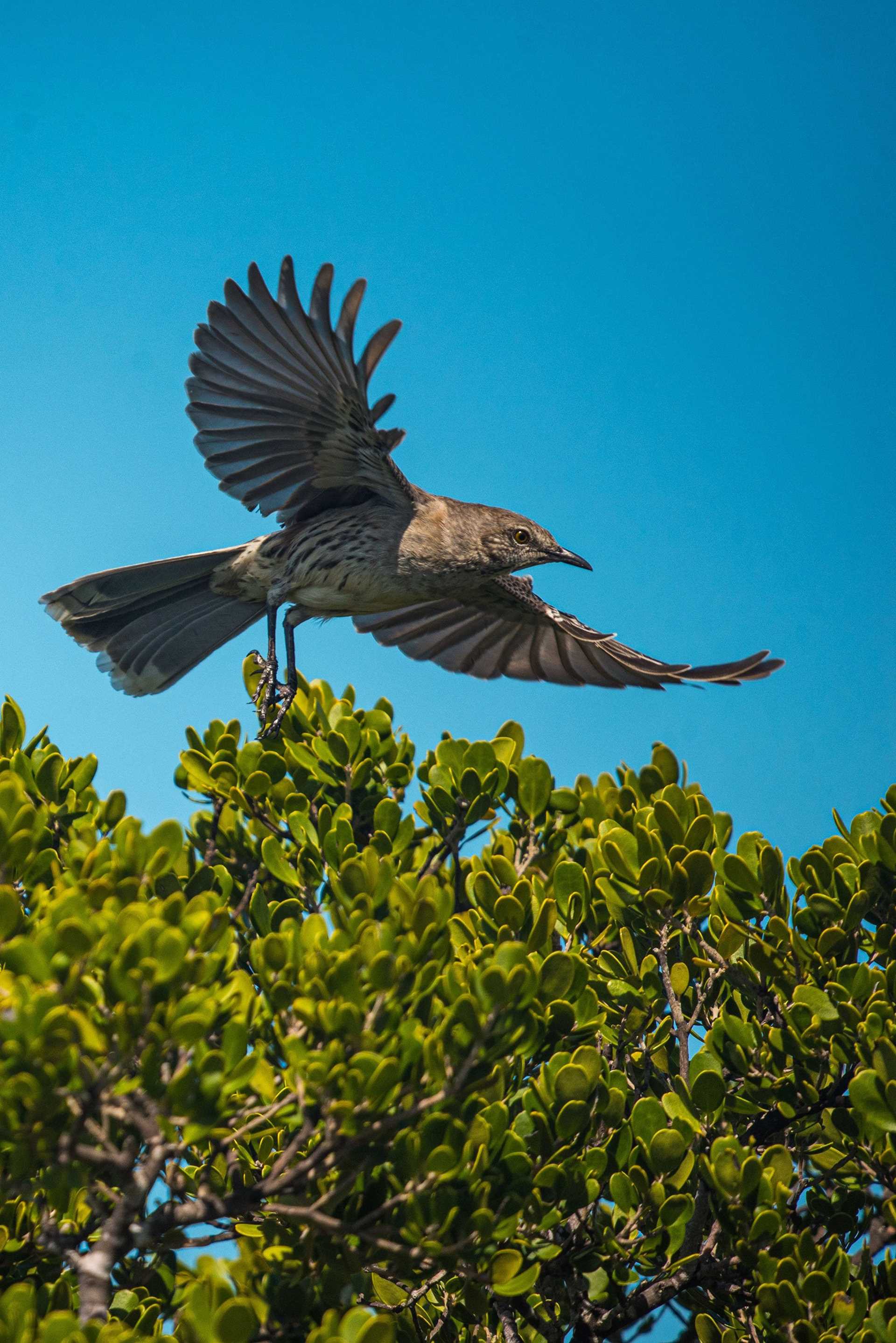 bahama mockingbird