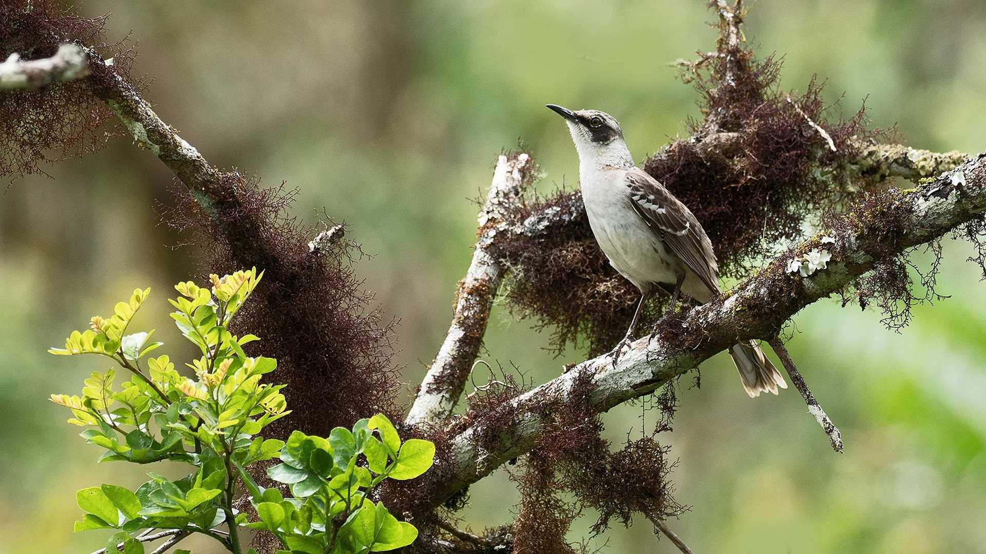 galapagos mockingbird