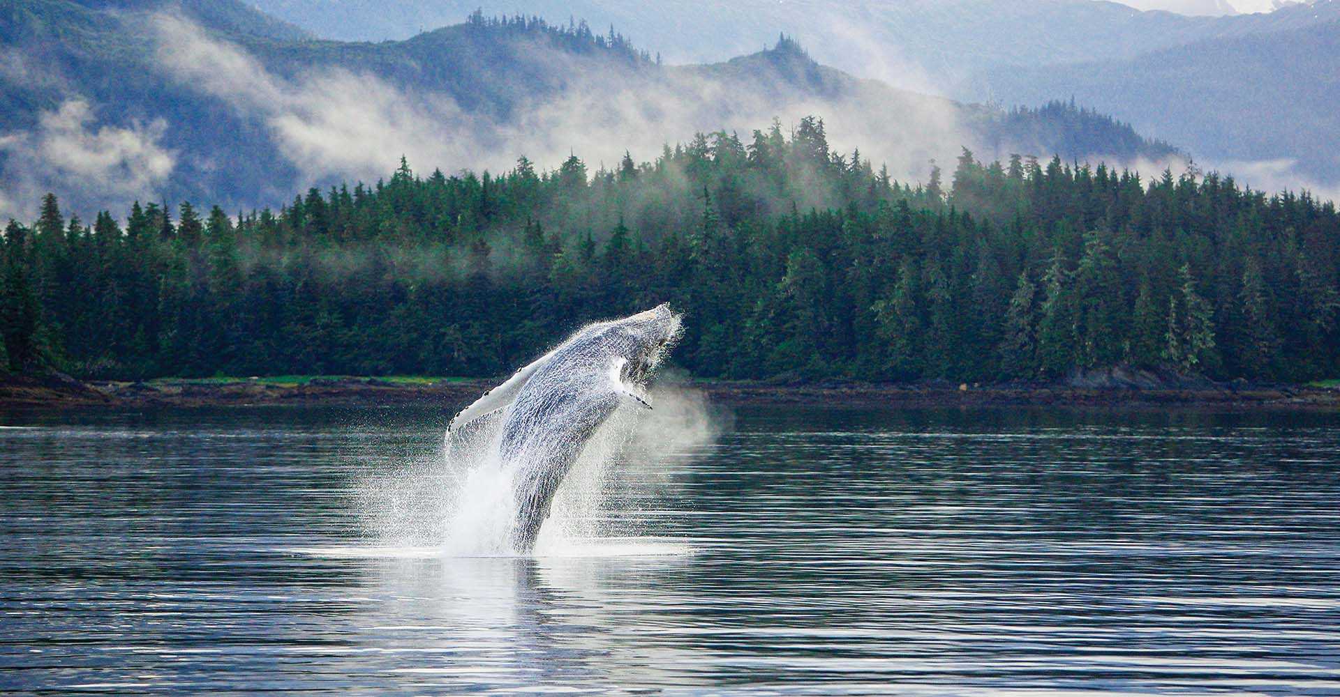 humpback whale