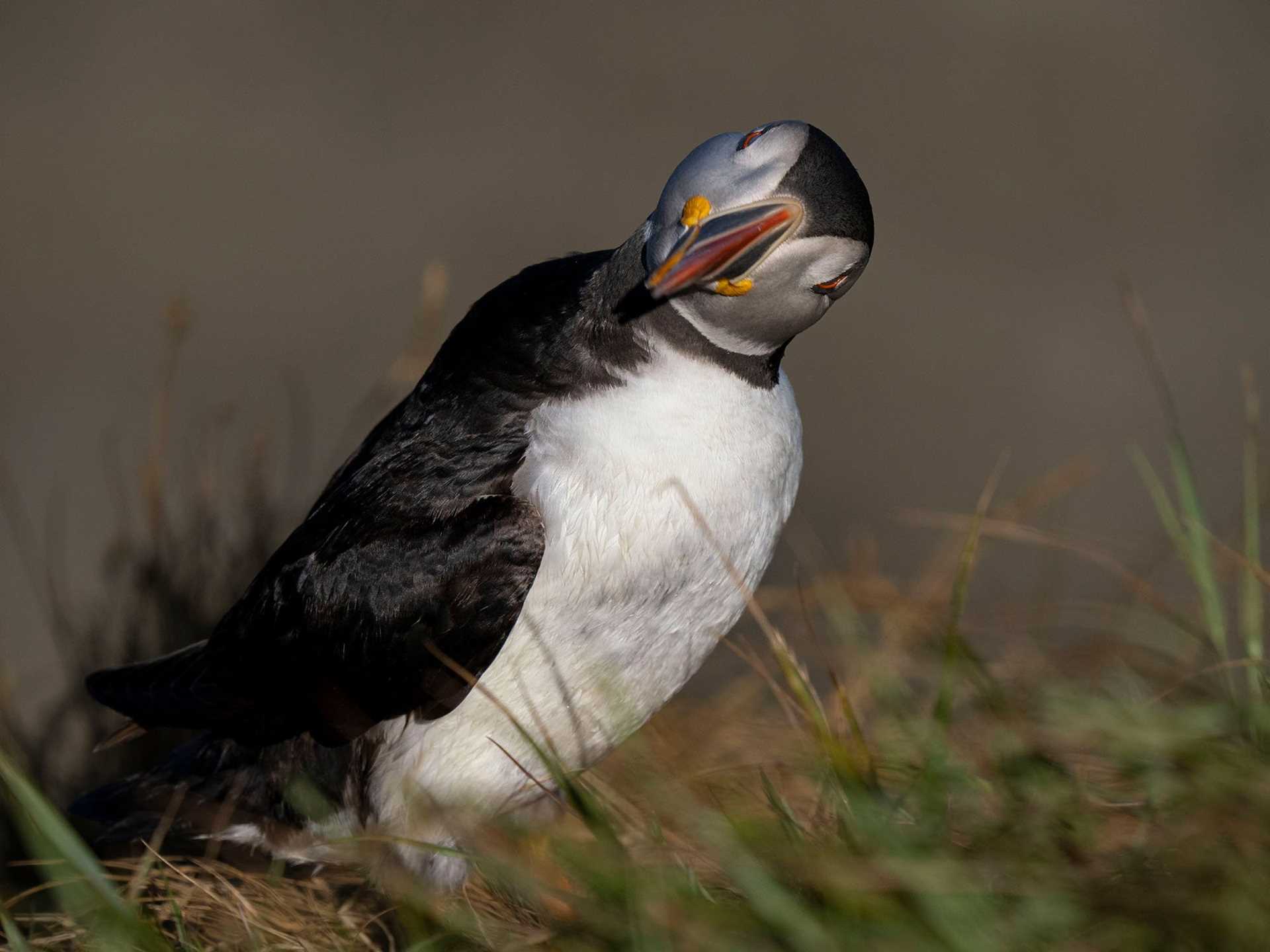 puffin