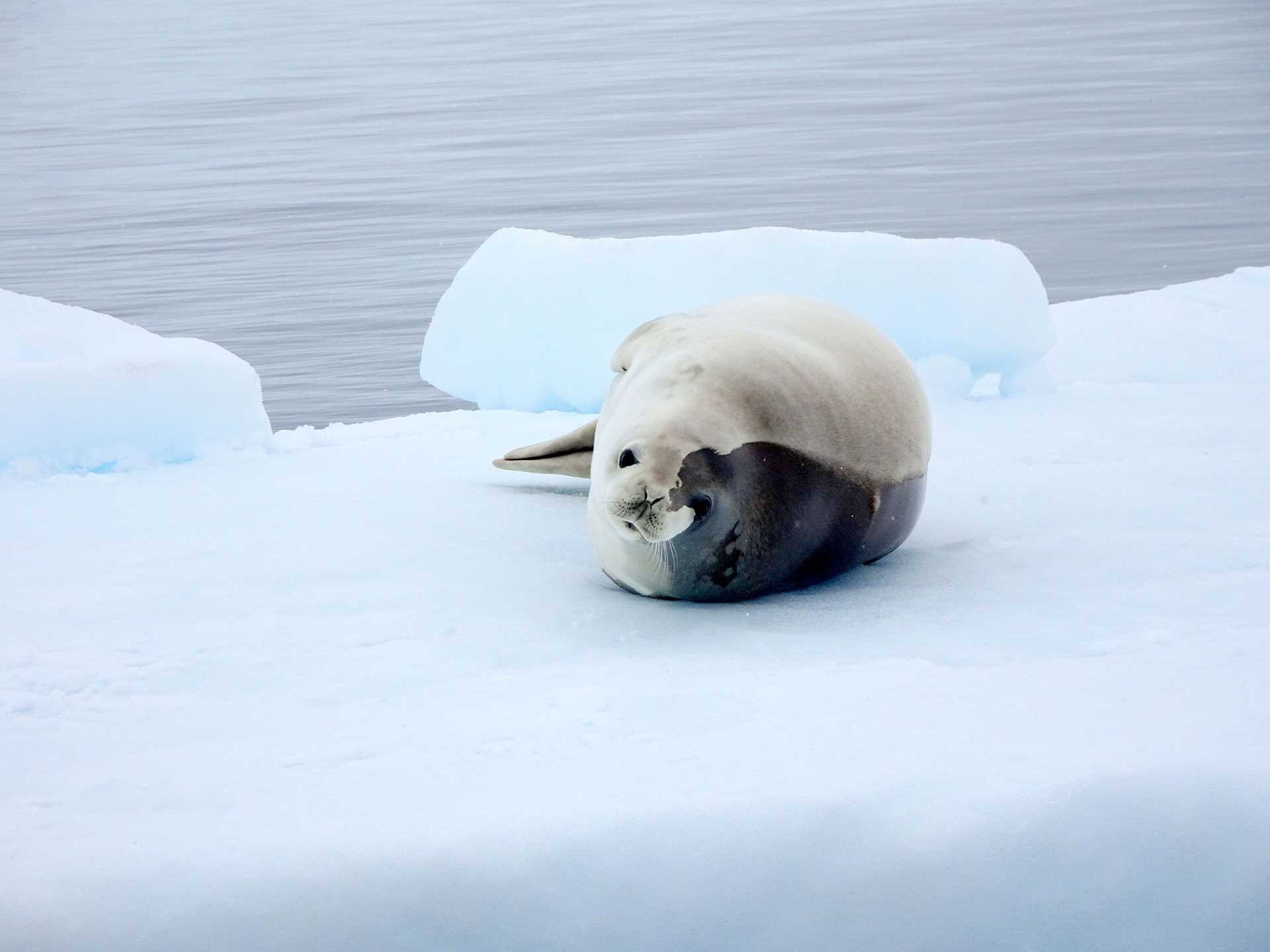 black and white seal on an ice floe