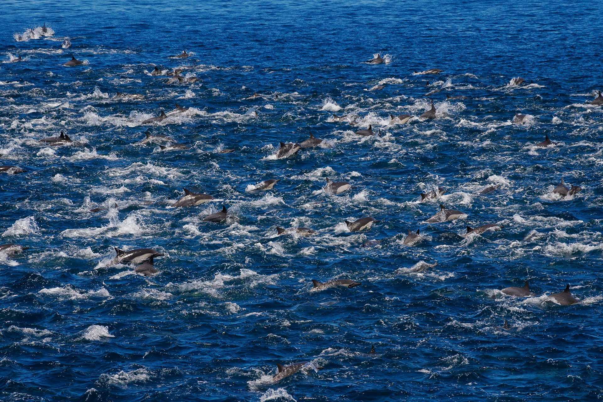 thousands of dolphins in the water