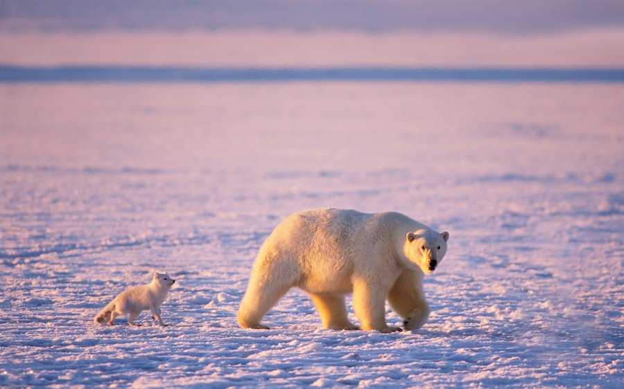 Arctic fox trails a polar bear.jpg