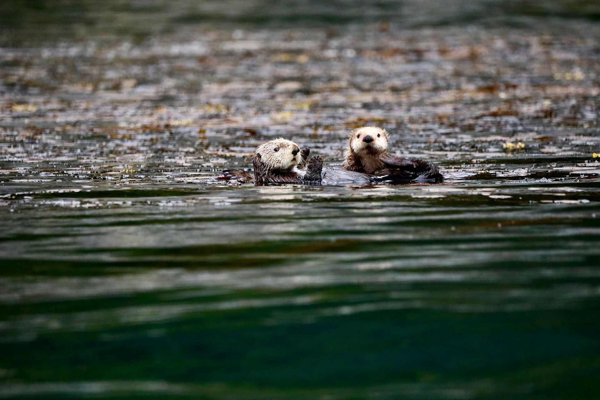 otters