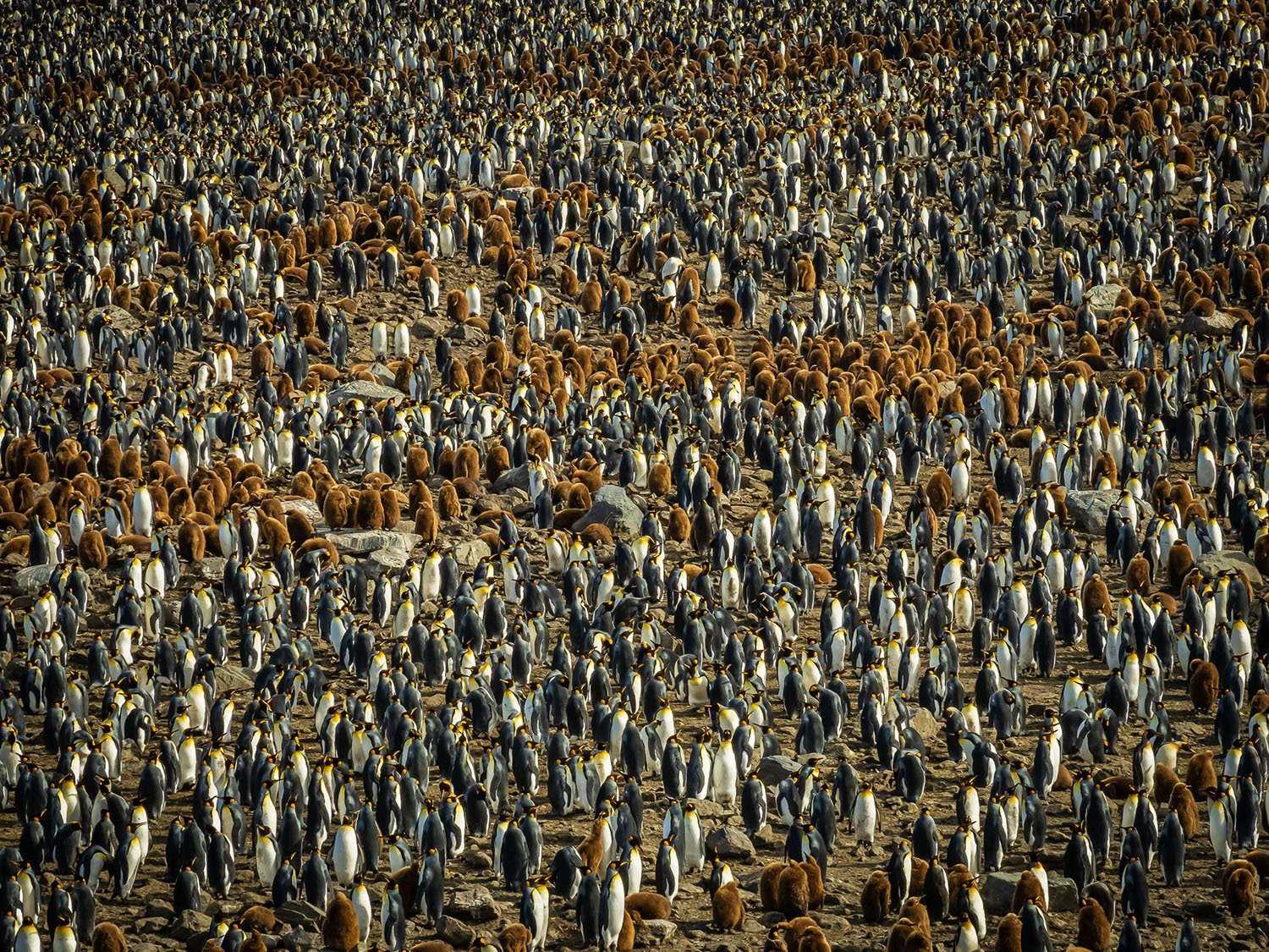 thousands of penguins