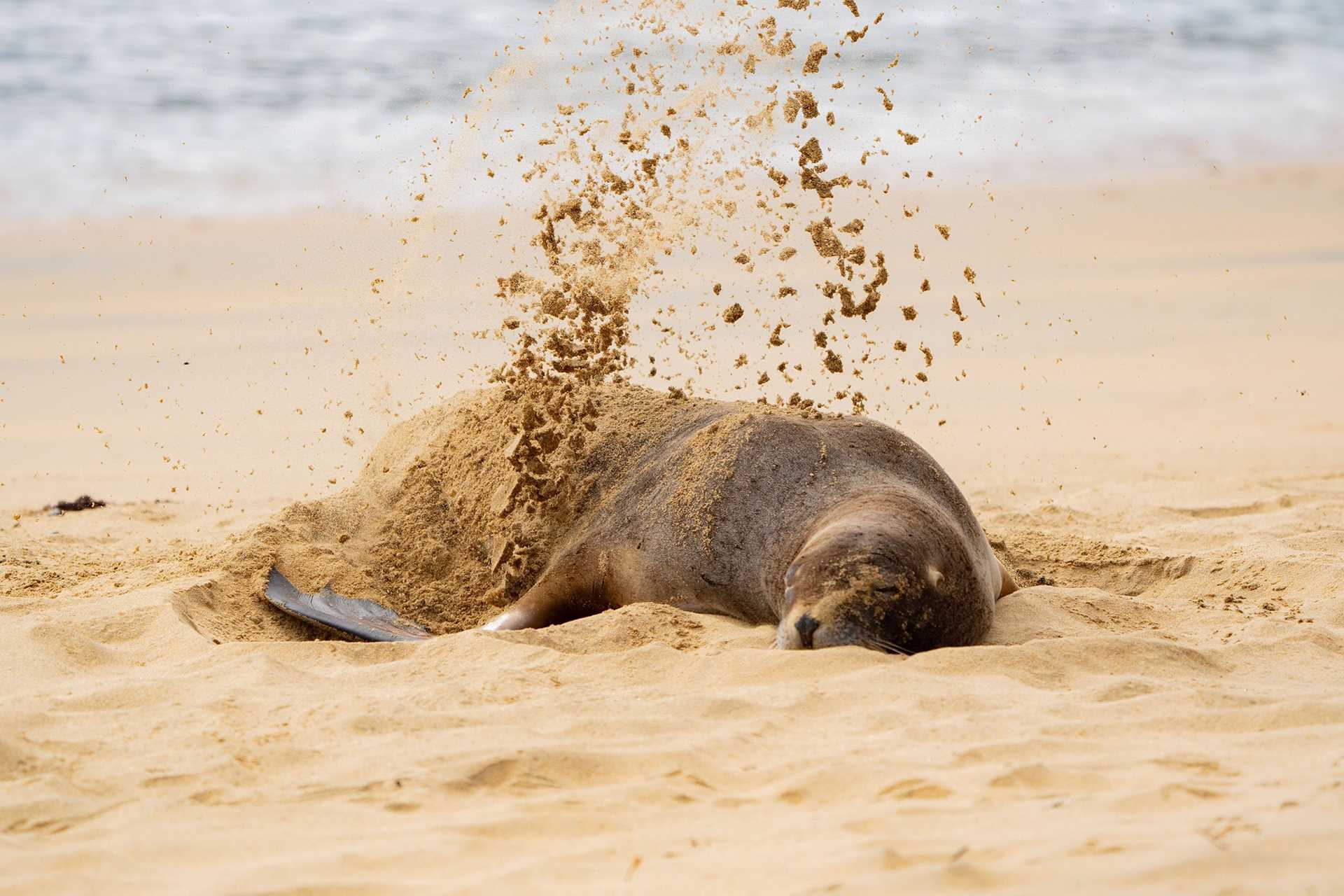 a sea lion shakes sand off of her body