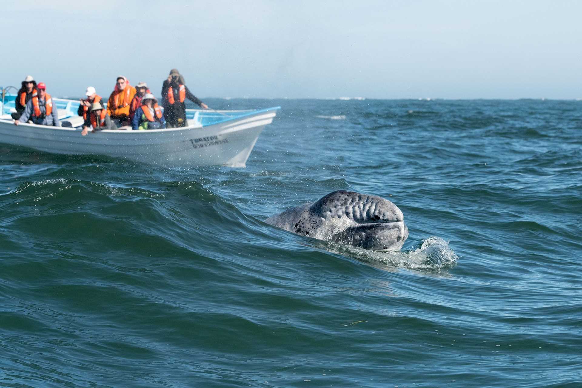 whale sticks its face out of the water