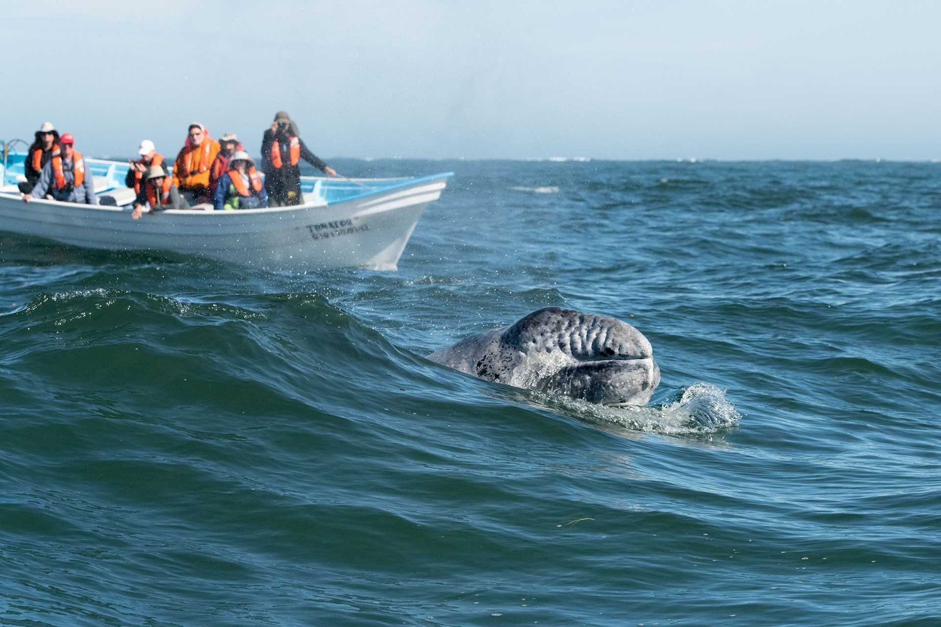 whale sticks its face out of the water 